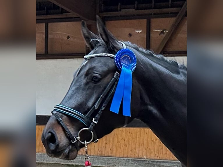 Holstein Giumenta 5 Anni Baio nero in K&#xFC;rten