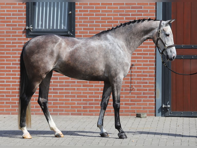 Holstein Giumenta 5 Anni Grigio in Zieuwent