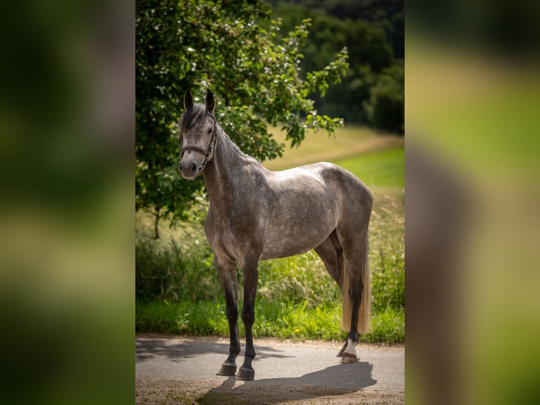 Holstein Giumenta 6 Anni 161 cm Grigio ferro in Modautal