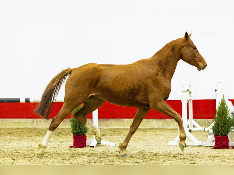 Holstein Giumenta 6 Anni 161 cm Sauro in Waddinxveen