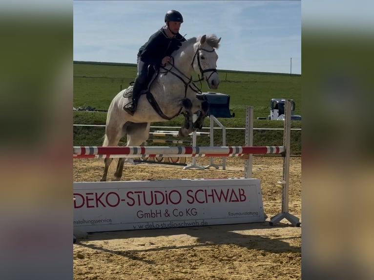 Holstein Giumenta 6 Anni 162 cm Grigio in Laubach