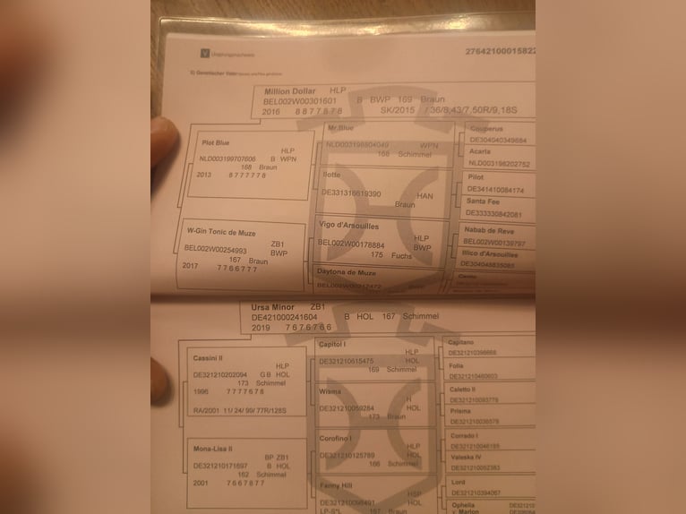 Holstein Giumenta 6 Anni 163 cm Baio in Dobersdorf