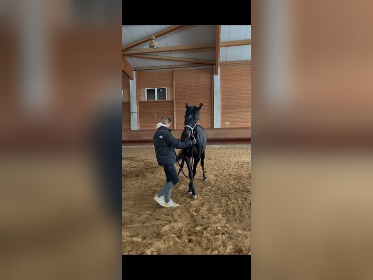 Holstein Mix Giumenta 6 Anni 163 cm Baio in Achstetten