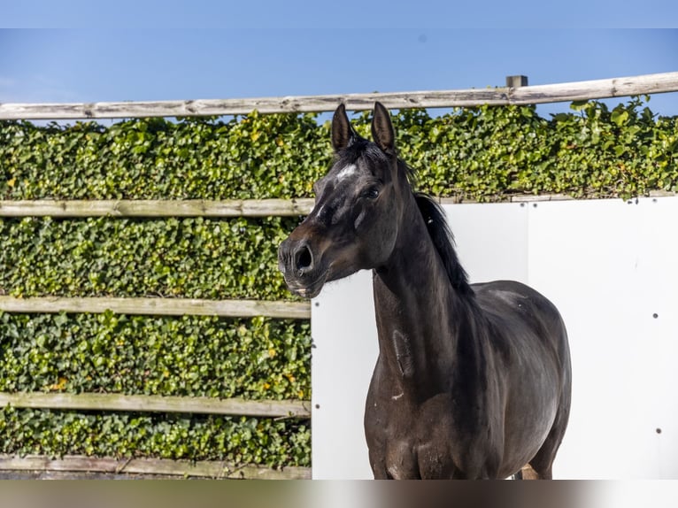 Holstein Giumenta 6 Anni 163 cm Baio scuro in Waddinxveen