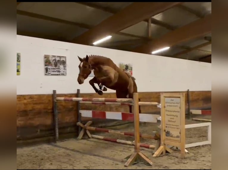 Holstein Giumenta 6 Anni 164 cm Sauro in Visselhövede