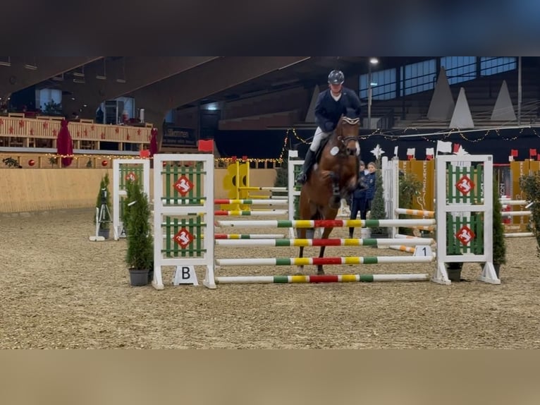 Holstein Giumenta 6 Anni 165 cm Baio in Einbeck