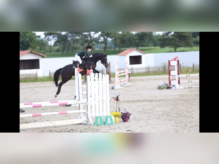 Holstein Giumenta 6 Anni 165 cm Baio nero in Wilster