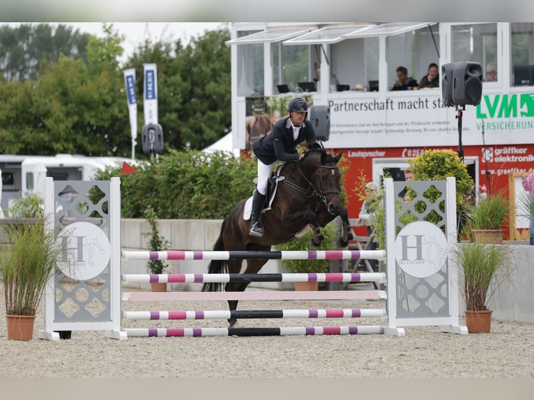 Holstein Giumenta 6 Anni 165 cm Baio scuro in Wittenbergen