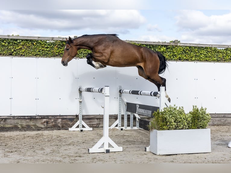 Holstein Giumenta 6 Anni 165 cm Baio scuro in Waddinxveen