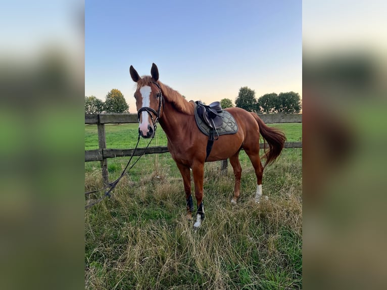 Holstein Giumenta 6 Anni 166 cm Sauro in Leipzig