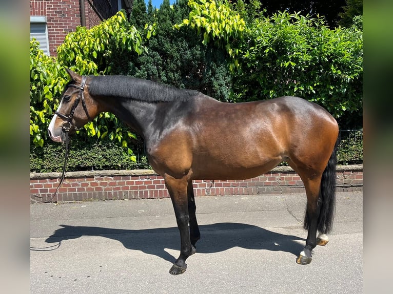 Holstein Giumenta 6 Anni 167 cm Baio in Auetal