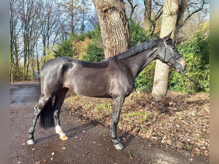 Holstein Giumenta 6 Anni 167 cm Baio nero in Hude (Oldenburg)