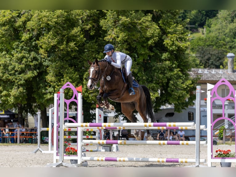 Holstein Giumenta 6 Anni 167 cm Baio nero in Wächtersbach