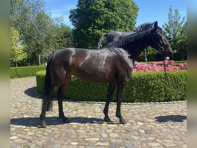 Holstein Giumenta 6 Anni 167 cm Baio scuro in Satow