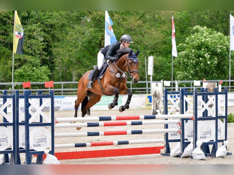 Holstein Giumenta 6 Anni 168 cm Baio scuro in Chemnitz