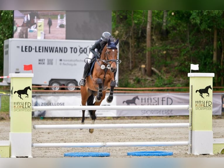 Holstein Giumenta 6 Anni 168 cm Baio scuro in Chemnitz