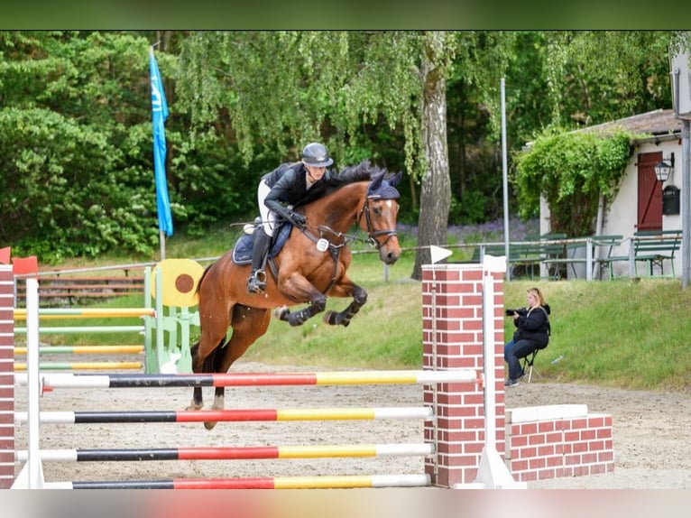 Holstein Giumenta 6 Anni 168 cm Baio scuro in Chemnitz