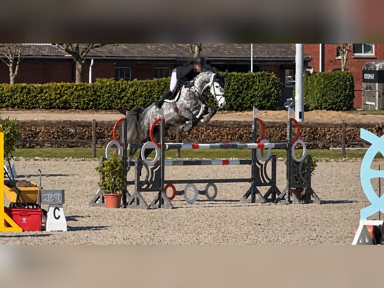 Holstein Giumenta 6 Anni 169 cm Grigio pezzato in Aukrug