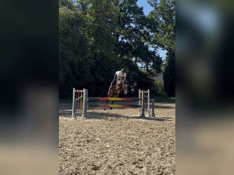 Holstein Giumenta 6 Anni 170 cm Baio in Hamburg Osdorf