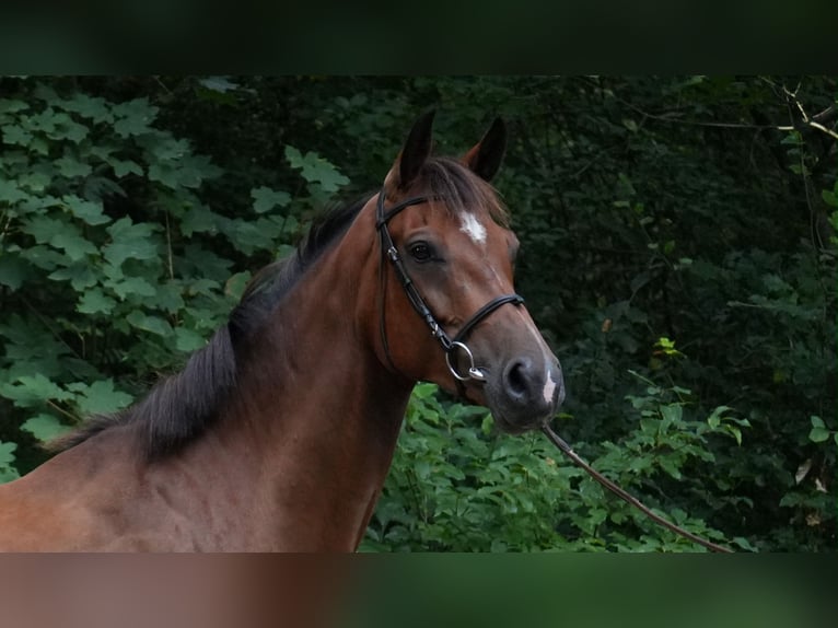 Holstein Giumenta 6 Anni 170 cm Baio in Schwartow
