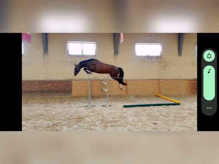 Holstein Giumenta 6 Anni 170 cm Baio ciliegia in Kobierno