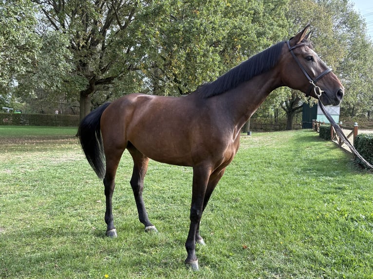Holstein Giumenta 6 Anni 170 cm Baio scuro in Köln