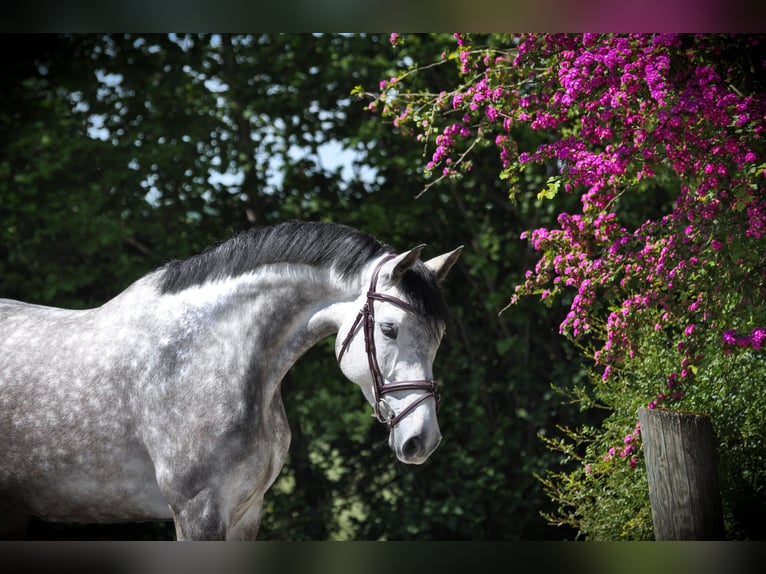 Holstein Giumenta 6 Anni 170 cm Grigio in Rosenheim