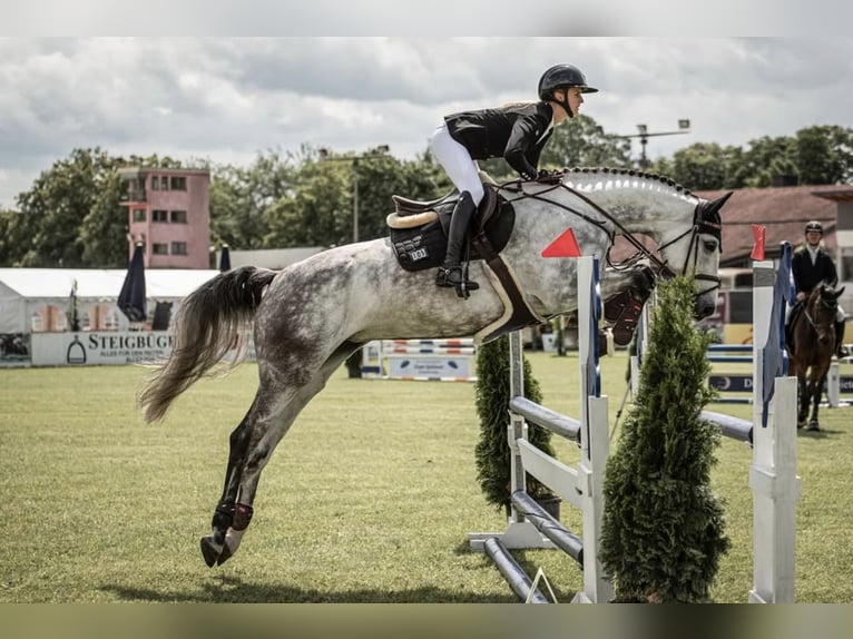 Holstein Giumenta 6 Anni 170 cm Grigio pezzato in Bruckm&#xFC;hl