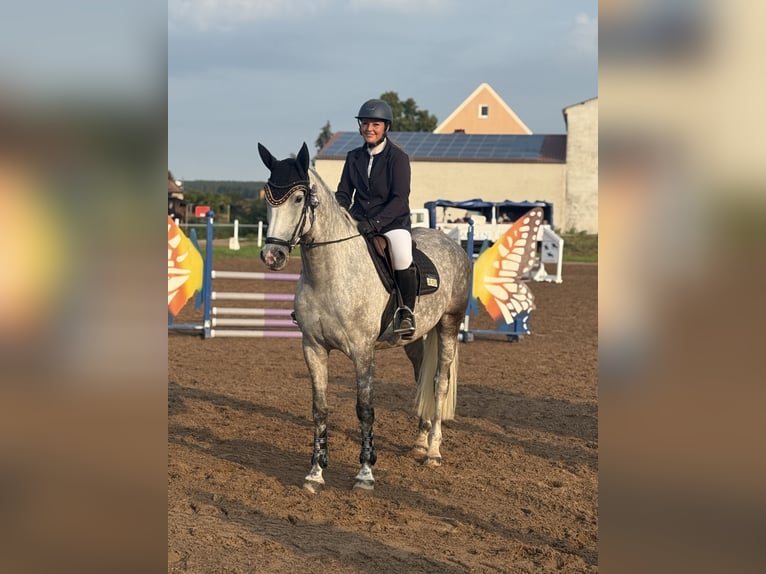 Holstein Giumenta 6 Anni 170 cm Grigio pezzato in Allersberg