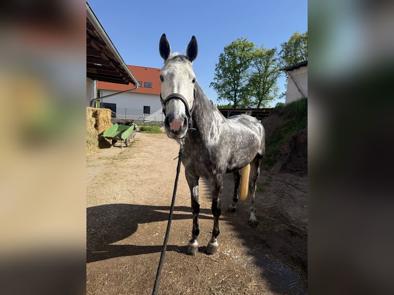 Holstein Giumenta 6 Anni 170 cm Grigio pezzato in Allersberg