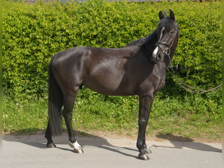 Holstein Giumenta 6 Anni 170 cm Morello in Rodenbek