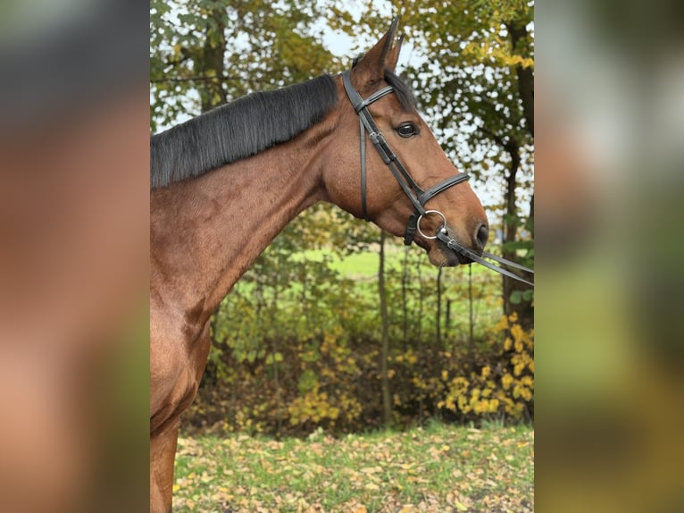 Holstein Giumenta 6 Anni 172 cm Baio in Oersdorf