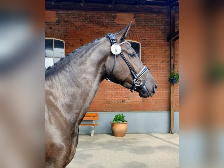 Holstein Giumenta 6 Anni 172 cm Morello in Heidgraben