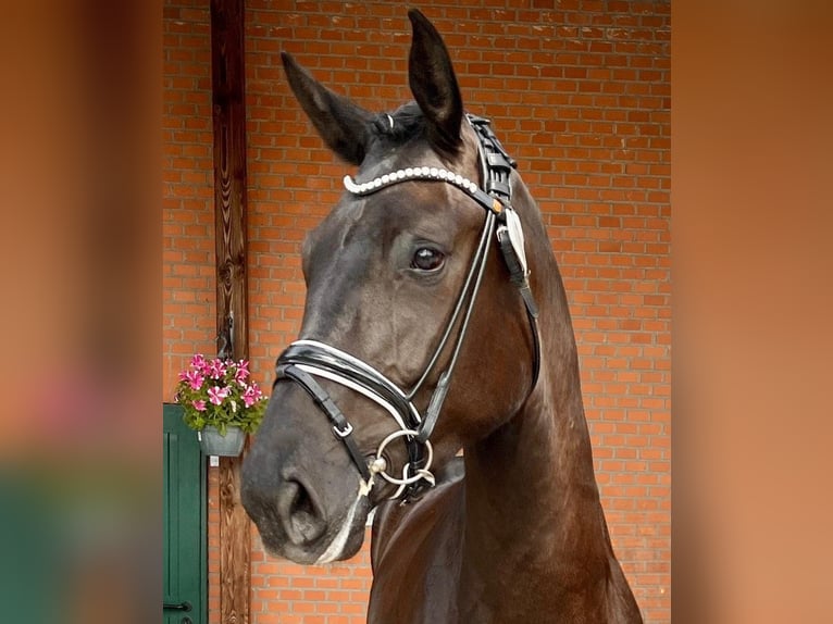 Holstein Giumenta 6 Anni 172 cm Morello in Heidgraben