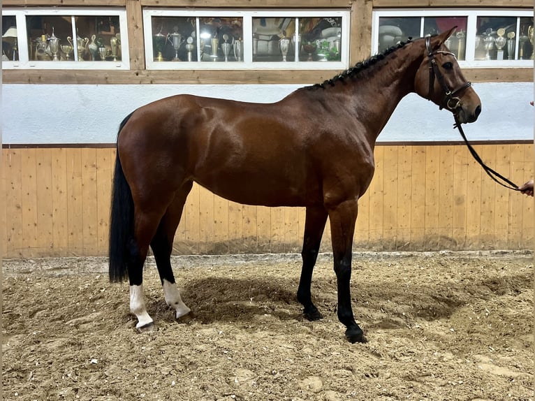 Holstein Giumenta 6 Anni Baio in Wächtersbach