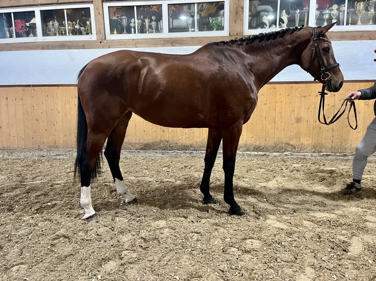 Holstein Giumenta 6 Anni Baio in Wächtersbach