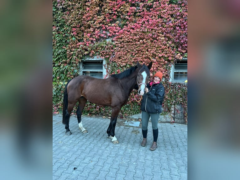 Holstein Giumenta 7 Anni 160 cm Baio in Tecklenburg