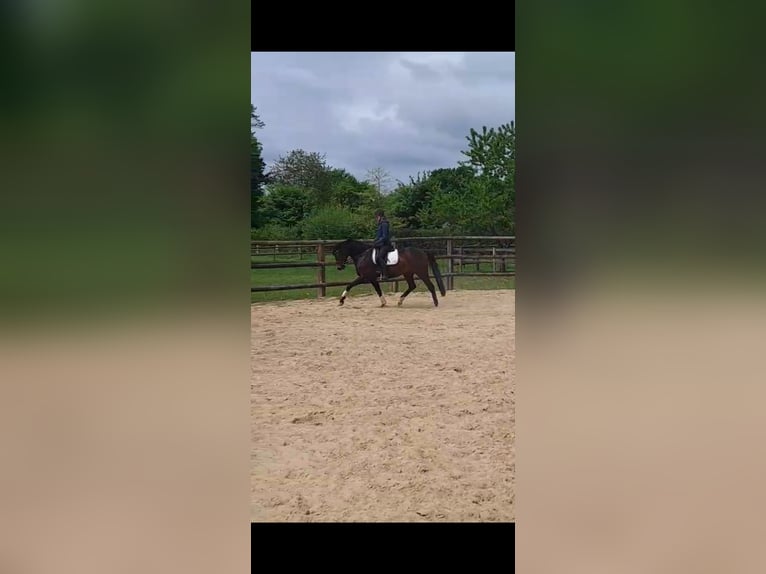 Holstein Giumenta 7 Anni 160 cm  in Lütjensee