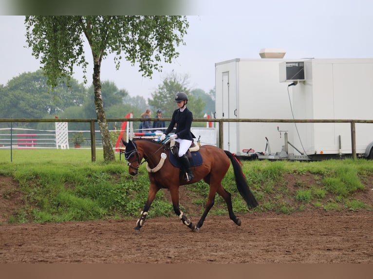 Holstein Giumenta 7 Anni 162 cm Baio in Duvensee