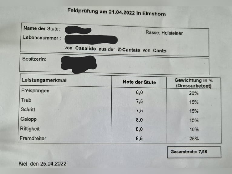 Holstein Giumenta 7 Anni 163 cm Baio in Weyhe