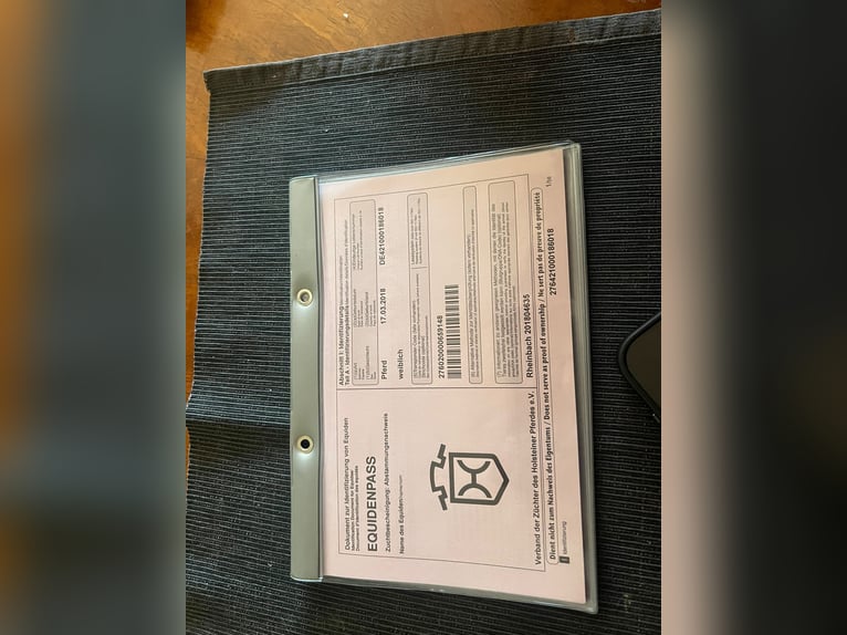 Holstein Giumenta 7 Anni 164 cm Baio in Promnice