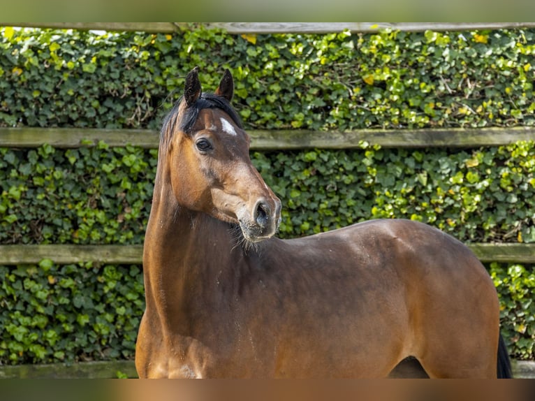 Holstein Giumenta 7 Anni 164 cm Baio in Waddinxveen