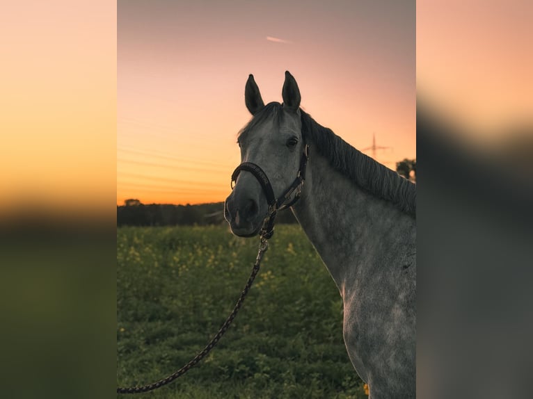 Holstein Giumenta 7 Anni 164 cm Grigio pezzato in Heilbronn