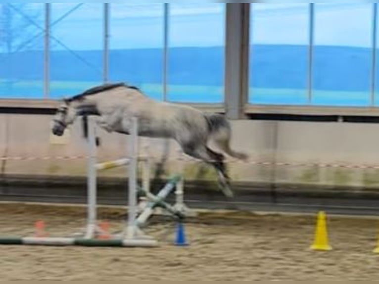 Holstein Giumenta 7 Anni 164 cm Grigio pezzato in Heilbronn