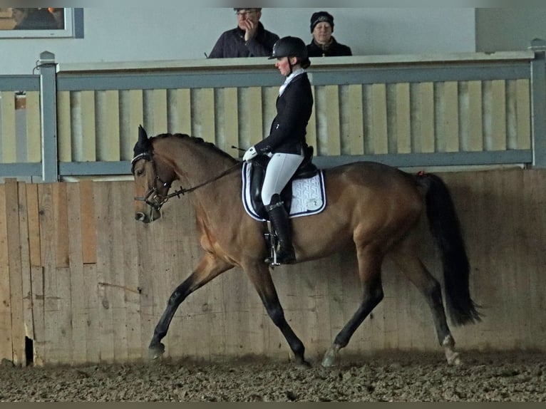 Holstein Giumenta 7 Anni 165 cm Baio in Norderstedt