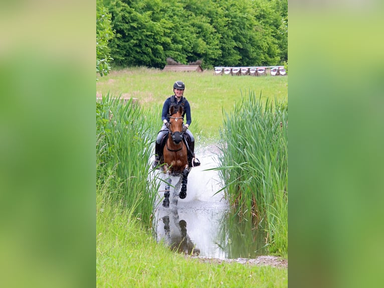 Holstein Giumenta 7 Anni 165 cm Baio in Norderstedt