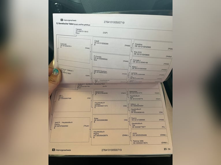 Holstein Giumenta 7 Anni 165 cm Baio in Grünental