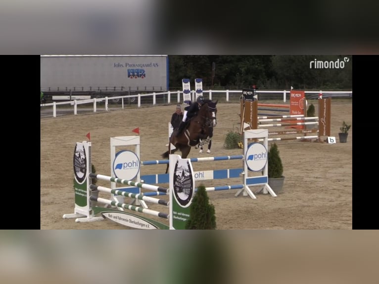 Holstein Giumenta 7 Anni 165 cm Baio in Gudensberg