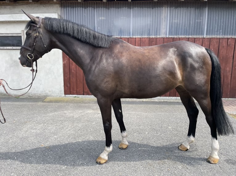 Holstein Giumenta 7 Anni 166 cm Baio scuro in Nordkirchen