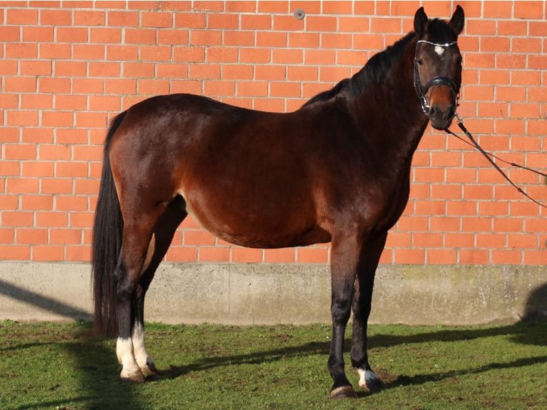 Holstein Giumenta 7 Anni 167 cm Baio in Kaiser-Wilhelm-Koog